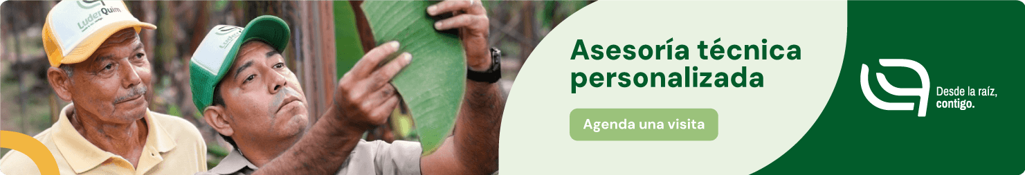 Asesoria-Tecnica Asesoría Técnica