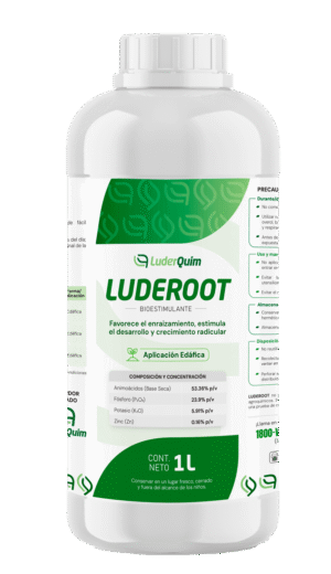 LUDER ROOT