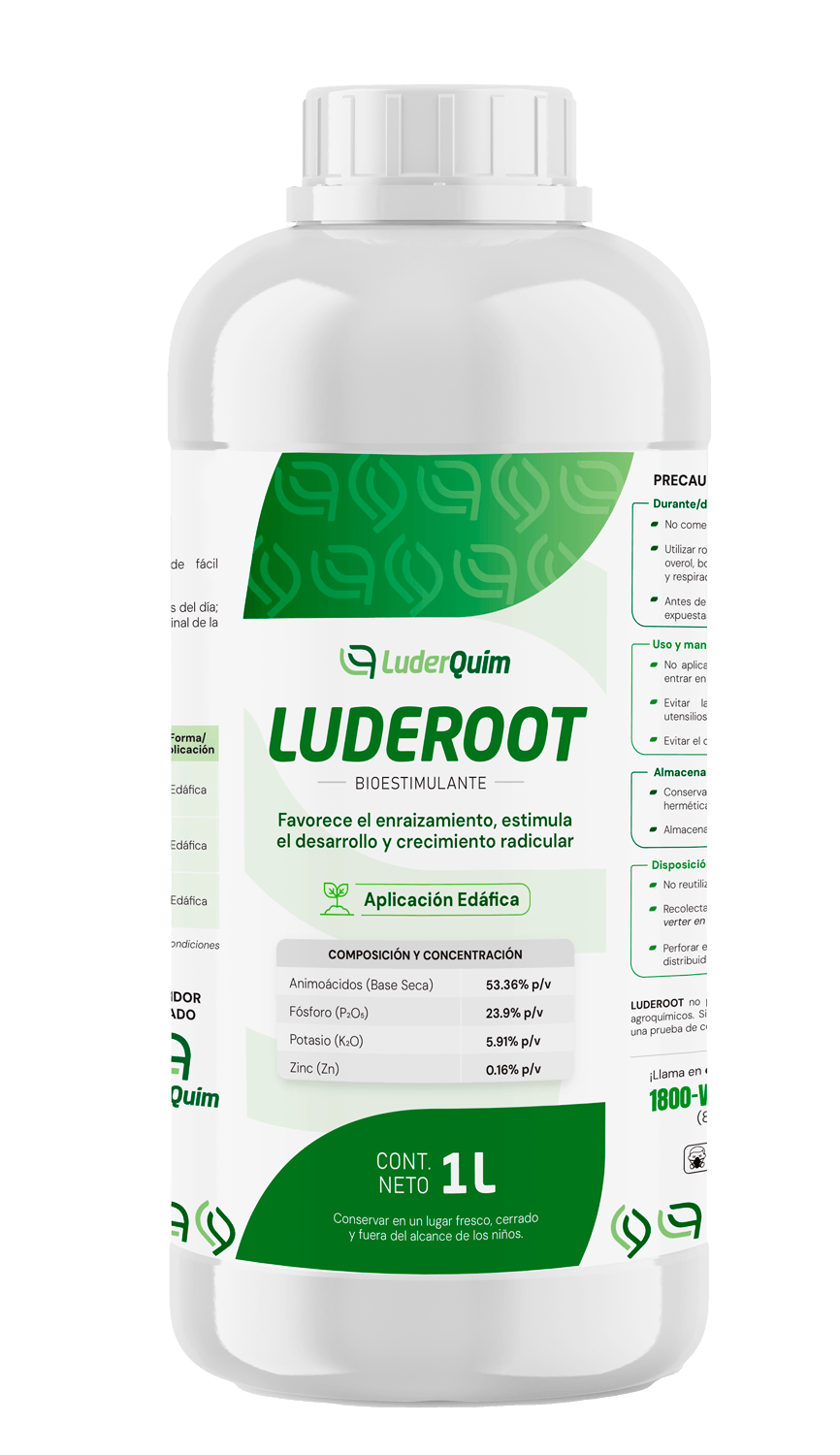 LUDER ROOT
